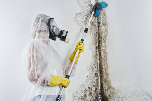 Best Fast Mold Removal  in Selma, CA