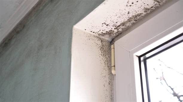 Best Residential Mold Removal  in Selma, CA